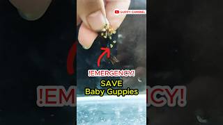 Guppy Fry Care  Emergency Save Baby Guppies aquarium guppyfishtank guppyfry [upl. by Vivie]