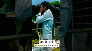 Patil dairy farm ची खरेदी subscribe dairyfarmers cow agriculture [upl. by Marinna]