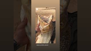 Catfishshortvideo fishing fishcuting fishinggear [upl. by Angrist]