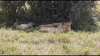 lioness in masai mara sun Splash safaris [upl. by Cathey850]