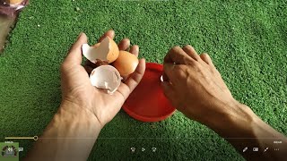 2 ways to use eggshells as fertilizer for crops and plants [upl. by Oetsira]