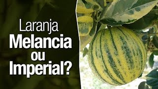 Laranja Melancia e Laranja Imperial  Entenda as diferenças [upl. by Sibelle]