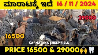 ಮಾರಾಟಕ್ಕೆ ಇದೆ 16112024 PRICE 16500 amp 29000🙌🦷karnatakasheepfield [upl. by Duane727]