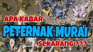 Cara Ternak Murai batu Bagi PemulaHarga Murai BatuBagaimana Nasib Para Peternaknya Sekarang [upl. by Enitsirhc]