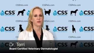 Staph amp Your Dogs Skin Disease [upl. by Asenaj695]