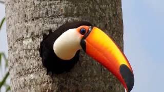 TOCOTOUCAN in the nest RAMPHASTOS TOCO TUCANUÇU TUCANOTOCO Breeding season [upl. by Eisenstark]