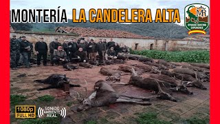 MONTERÍA LA CANDELERA ALTA 2024  ALFONSO YUSTE Y SPANISH HUNTING EXPERIENCE 226 [upl. by Obie520]