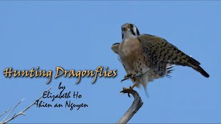 Male and Female American Kestrel  Hunting Dragonflies Birding57 [upl. by Nnylak4]