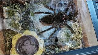 Tarantula Molting TimeLapse brachypelma sp Amazing footage [upl. by Lilac]