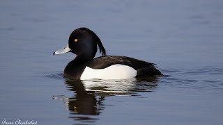 Fuligule Morillon  Tufted Duck  Aythya Fuligula [upl. by Brezin]