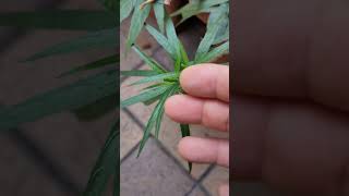 紫花蘆莉草 R simplex 粉紅花 VID20240902075406 [upl. by Gav878]