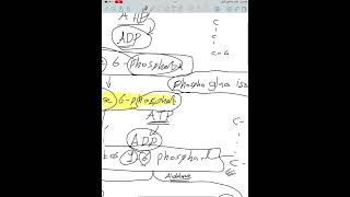 Glycolysisbiochemistry [upl. by Inanuah]