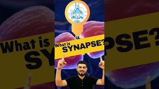 Synapse  What is Synapse  Synapse kise kahte hai  synapse biology shorts neurology [upl. by Hsiekal]