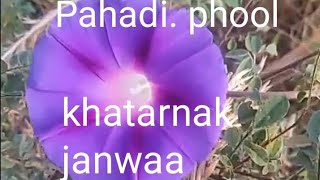 Pahadi phool [upl. by Eenot]