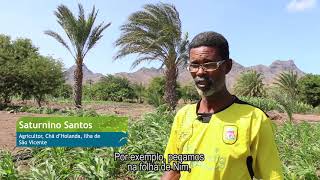 Lagarta do Cartuchodomilho em Cabo Verde [upl. by Macomber]