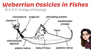 Weberrian OssiclesApparatus in Fishes NotesMSc BSc FisheriesIchthyologyAir bladderswim bladder [upl. by Enneibaf]