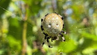 Shamrock Orbweaver Spider [upl. by Russel]