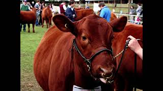 Cows down pat  no bull Just for a bit of fun some of the cattle photos from quotA day at the Showquot [upl. by Theron]