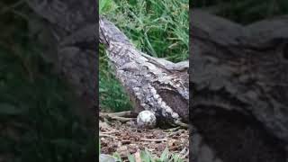 nightjarEuropean nightjar Birds during breeding season Bird sounds amp nest with eggs and chicks [upl. by Bolen]