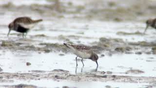 Whiterumped SandpiperZwarte HaanDutch WaddenseaAugust 2024 [upl. by Yeltsew]