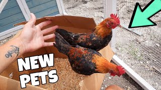 NEW PET ROOSTERS for the BARN [upl. by Alfons]