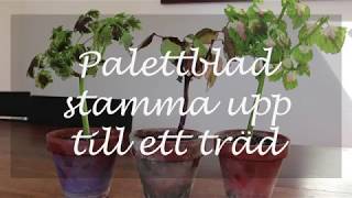 Palettblad stamma upp till ett träd [upl. by Baskett]