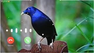 Ringtone original bird Asian koel morning alarm ringtone koyal voice  avaj DGB DIGITAL OFFICIAL [upl. by Notwal211]