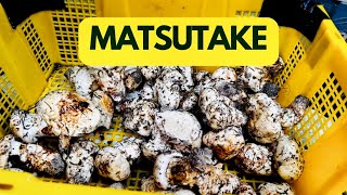 Matsutake pine mushroom foraging [upl. by Gildas327]