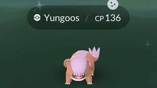 Yungoos Spotlight Hour  Shiny Hunt Live Pokemon GO [upl. by Dredi505]