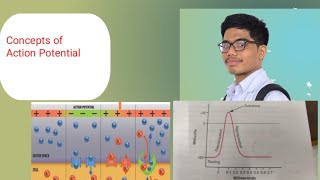 Action Potential  Phases of Action Potential Concepts [upl. by Savanna]