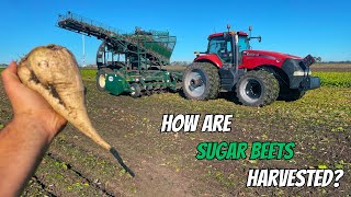 The First Day of Sugar Beet Harvest [upl. by Sorvats482]