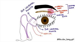 LACRIMAL APPARATUS with MNEMONIC  ANATOMY [upl. by Annaitsirhc]