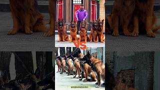 ❌ShowdownGerman Shepherd vs Malinois dog dogtraining germanshepherd malinois pets workingdog [upl. by Ahsenek]