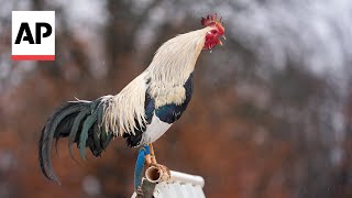 Cockfighting draws worries in Oklahoma [upl. by Ydollem]