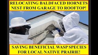 BALDFACED HORNETS NEST RELOCATED FROM GARAGE TO ROOF SAVING NATIVE WASP NEST FOR NATIVE PRAIRIE [upl. by Maidy]