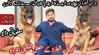 Pakistans Best Stock Coat German shepherd Dog kennel In Lahore Punjab 🐕‍🦺 [upl. by Anayik]