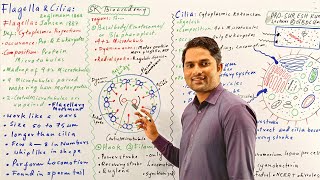 Flagella strcuture and functionFlagella and Cilia class 11Cell bio HindiUrdu Prof Suresh Kumar [upl. by Haslett]