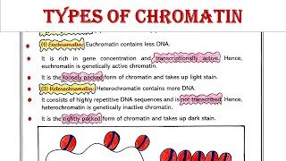 Types of chromatin  Euchromatin  Heterochromatin [upl. by Tinaret847]