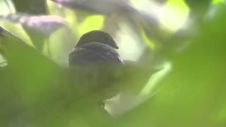 Green broadbill Calyptomena viridis Taman Negara Malaysia [upl. by Naoh288]