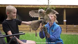 London’s largest Raptor Centre opens its aviaries at Hobbledown [upl. by Trometer]