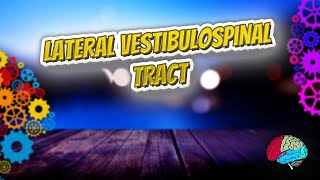 Lateral vestibulospinal tract  Know It ALL 🔊✅ [upl. by Madonna]