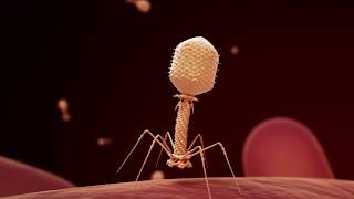 Fighting Infection with Phages [upl. by Querida]