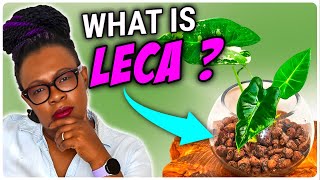 LECA Clay Balls Explained  Basics For BEGINNERS [upl. by Gibe]