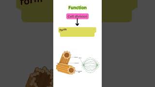 Centrioles structure and function  short notes centrosome celldivision cellbiology [upl. by Germaine]