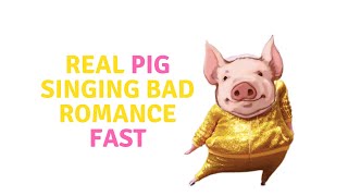 Gutner  Bad Romance Fast  Ra Ra a a a Roma Romama Ga Ga Ulala Fast  Real Pig sing Bad Romance [upl. by Prosser]