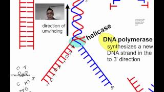 DNA Replication SL IB Biology [upl. by Hermie496]