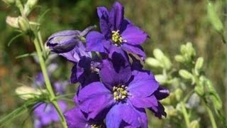 Delphiniumlarkspur plant care in hindi [upl. by Engvall]