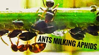 Ants Milking amp Farming Aphids on Runner Bean Plant [upl. by Miguelita]