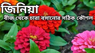 জিনিয়া বীজ থেকে চারা করার খুব সহজ টিপস ।zinnia summerfloweringplant zinnizflower gardeningtips [upl. by Sculley]