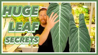 The SECRET to LARGE Philodendron Leaves  CHOP amp DROP Method [upl. by Ahsiyn]